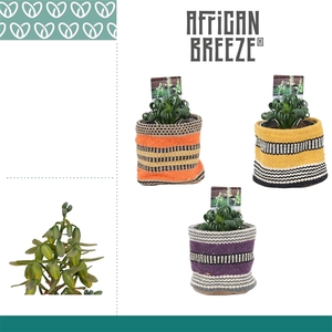 Albuca Spiralis Frizzle Sizzle in Ompot Evita