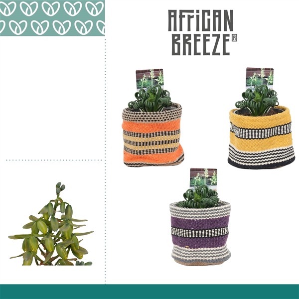 <h4>Albuca Spiralis Frizzle Sizzle in Ompot Evita</h4>
