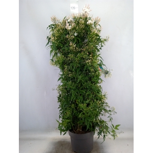 Jasminum polyanthum