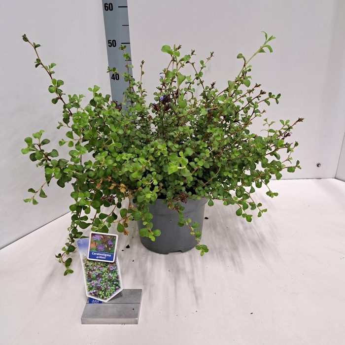 Ceratostigma griffithii