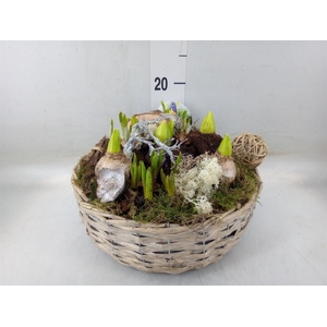 Arr.   Bol/Knolgewas L%