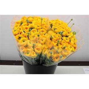 RANUNCULUS  'ELEGANCE YELLOW'