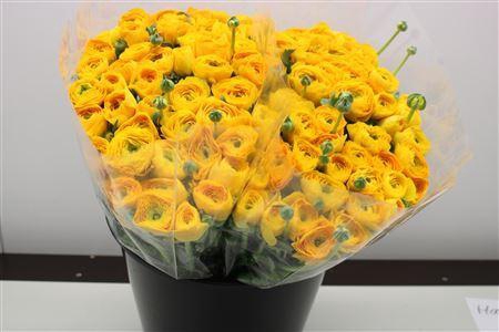 <h4>RANUNCULUS  'ELEGANCE YELLOW'</h4>