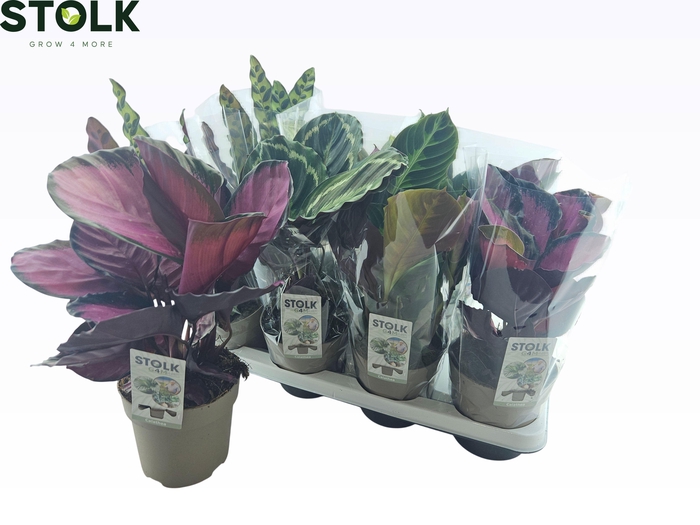 <h4>CALAT GEM 4 SRT</h4>