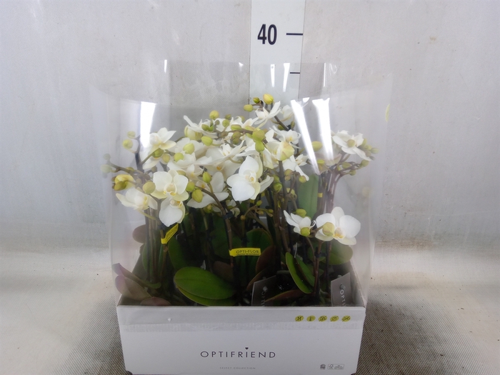 <h4>Phalaenopsis multi.   ...white</h4>