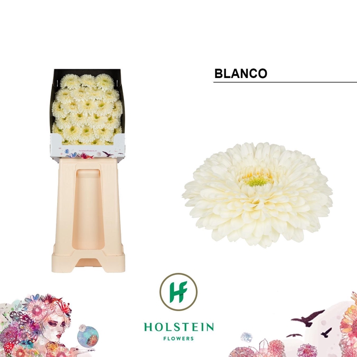 <h4>Ge Bv Gerponi Blanco</h4>