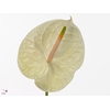 Anthurium Champagne