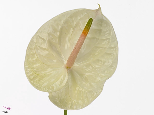 Anthurium Champagne