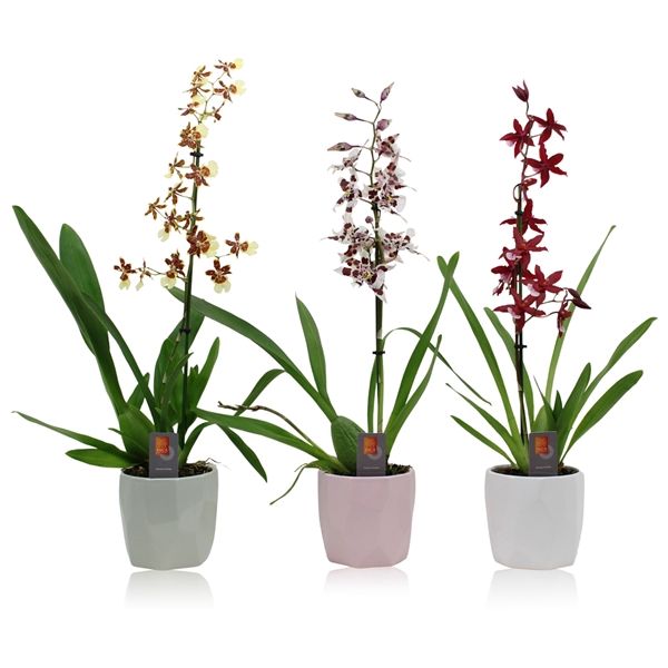 <h4>Inca Orchid mix 1 spike Surfaces ceramic</h4>