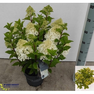 HYDR PANICULATA