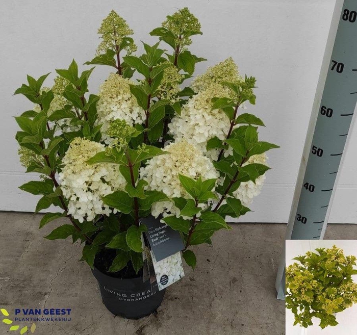 <h4>HYDR PANICULATA</h4>