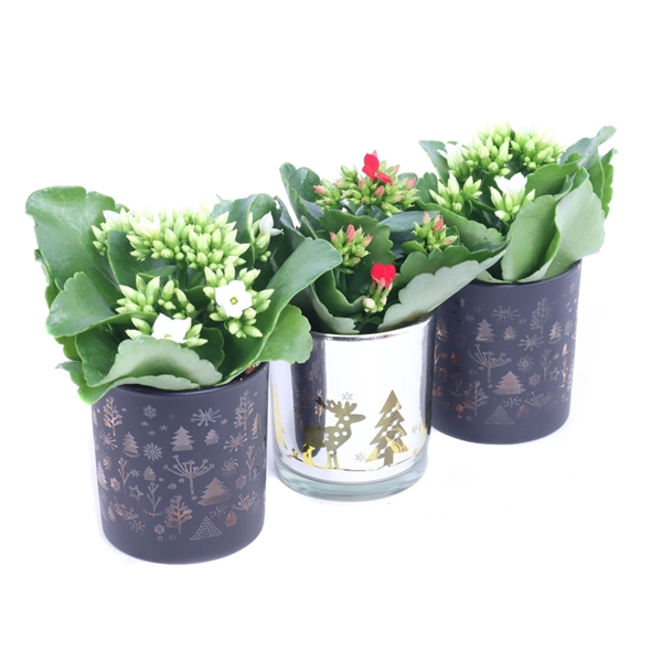 <h4>Kalanchoe design zwart zilver</h4>