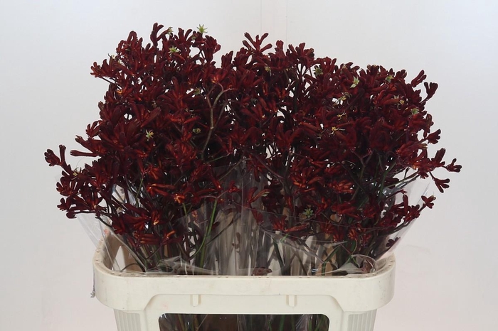 <h4>Anigozanthos Bush Ruby</h4>