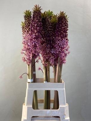 <h4>EUCOMIS OV</h4>