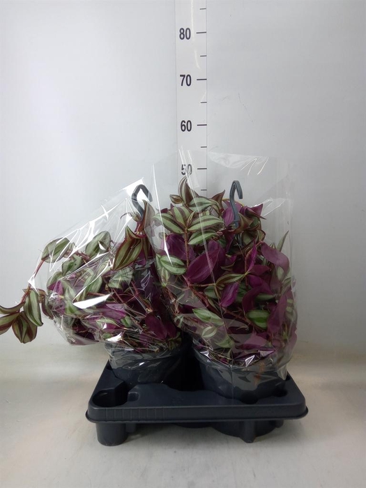 <h4>Tradescantia zebr.</h4>