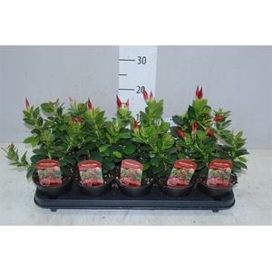 Mandevilla Rio Dark Red