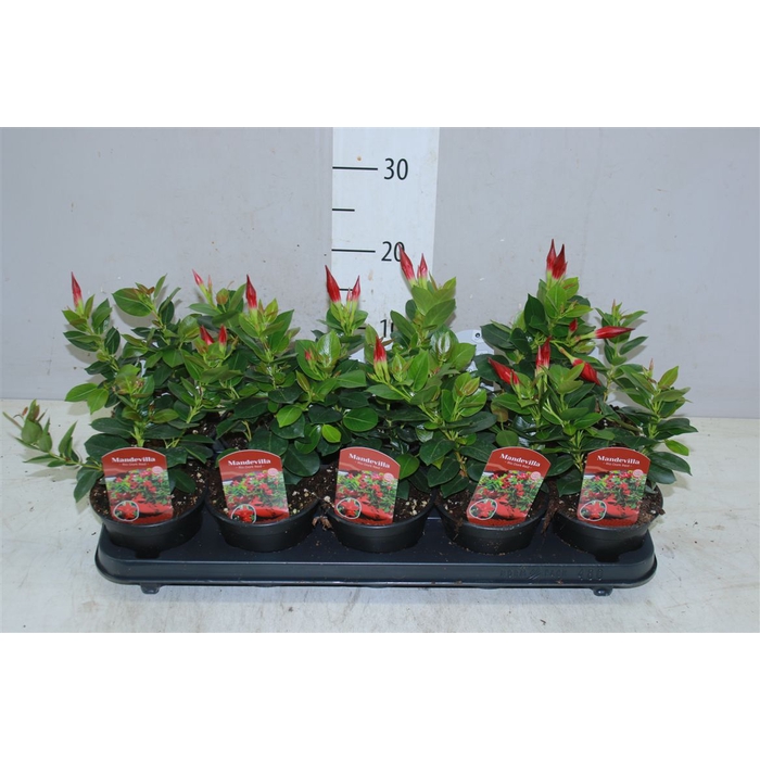 <h4>Mandevilla Rio Dark Red</h4>