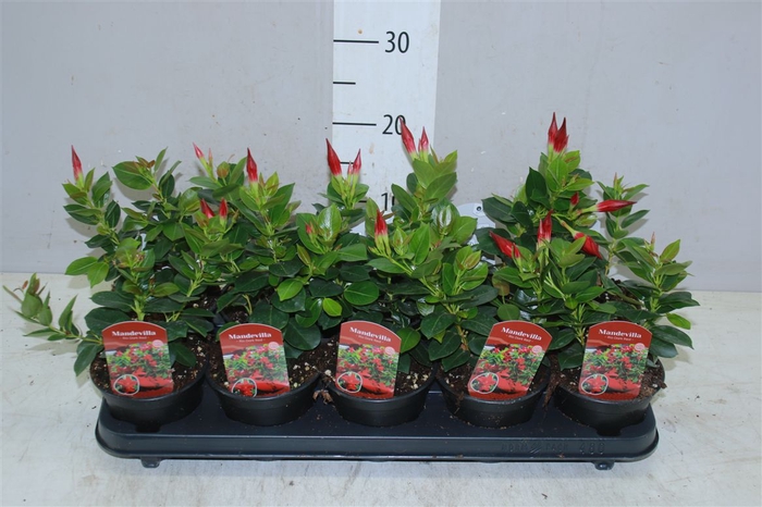 Mandevilla Rio Dark Red