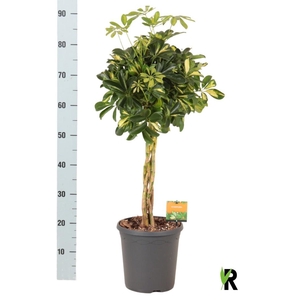 SCHEF AR GOLD CAPELL