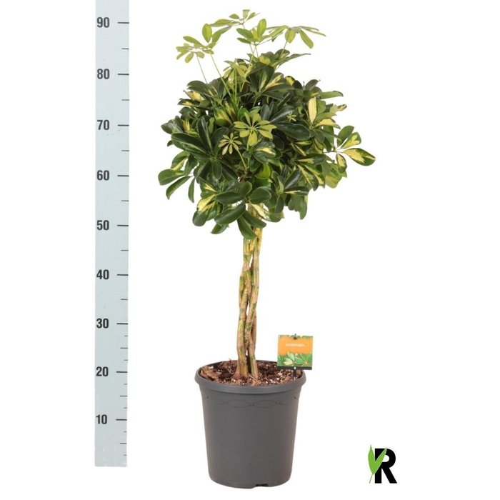 <h4>SCHEF AR GOLD CAPELL</h4>