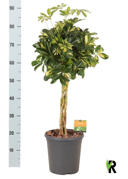 <h4>SCHEF AR GOLD CAPELL</h4>