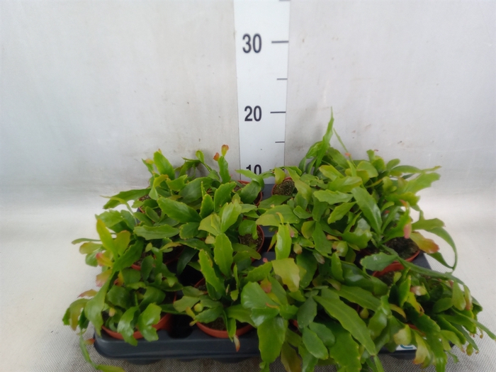 <h4>Rhipsalis   ...</h4>