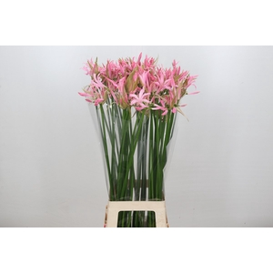 Nerine Pink Wonder