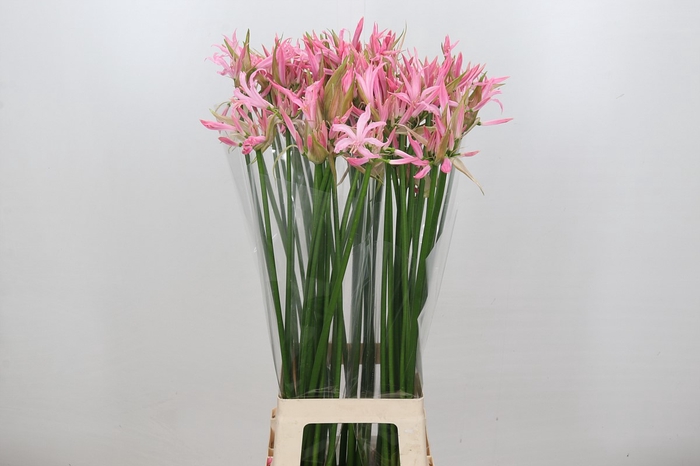 <h4>Nerine Pink Wonder</h4>