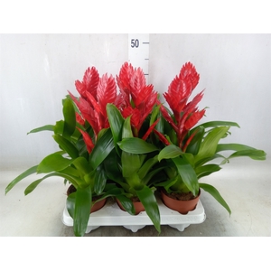Vriesea  'Venga'