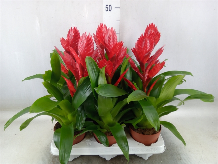 <h4>Vriesea  'Venga'</h4>