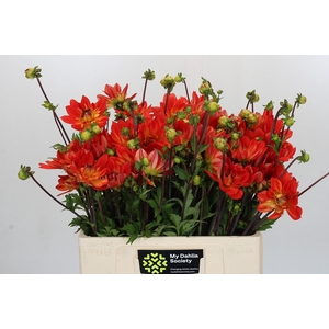 Dahlia Karma Fiesta