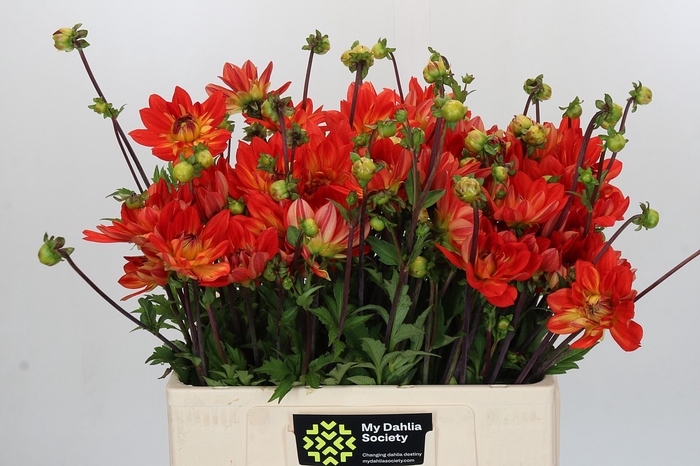 Dahlia Karma Fiesta