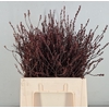 MYRICA GALE (GAGEL)