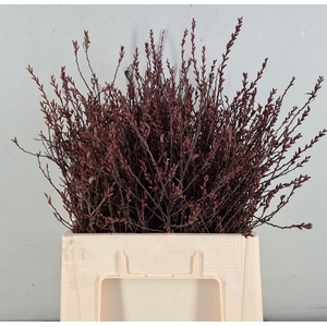 MYRICA GALE (GAGEL)