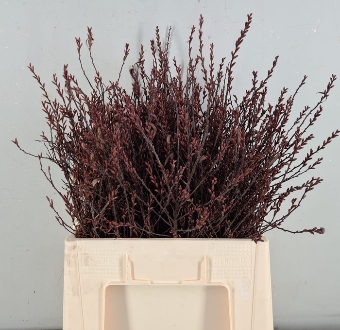 <h4>MYRICA GALE (GAGEL)</h4>
