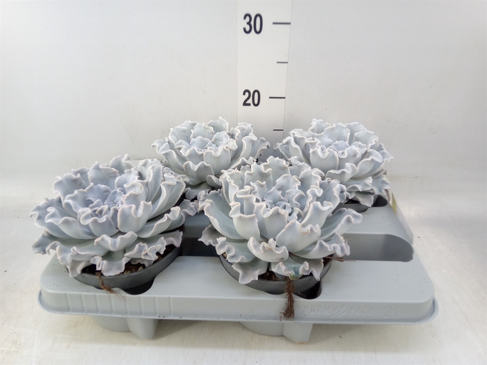 <h4>Echeveria   ...</h4>