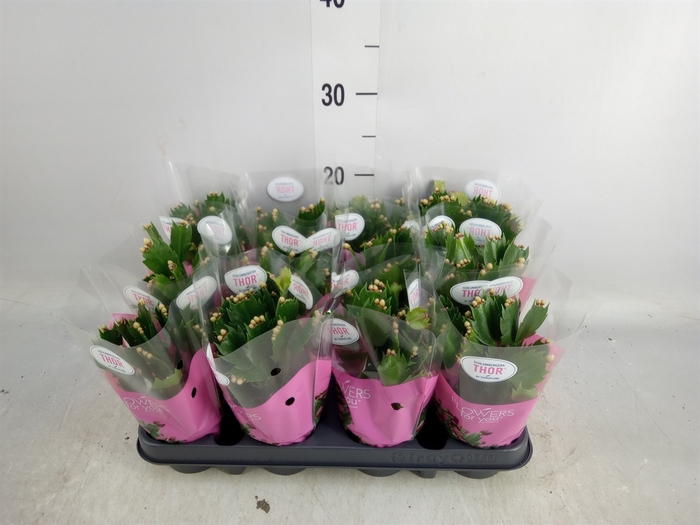 <h4>Schlumbergera   ...</h4>