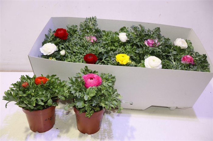 <h4>Ranun Sprink Gem</h4>