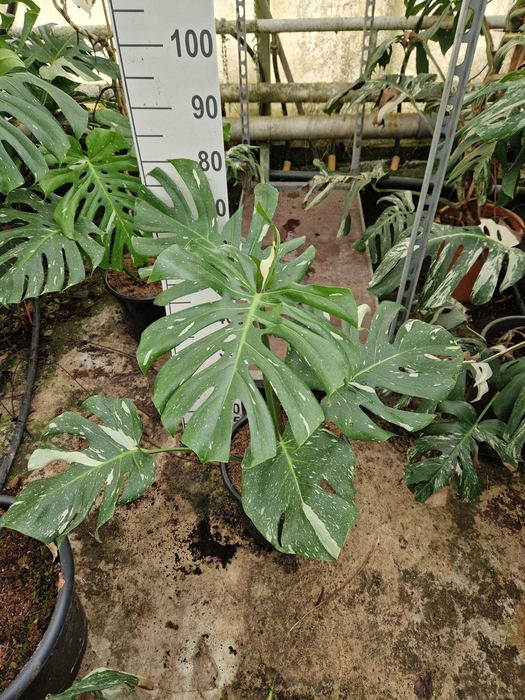 Sparmannia africana
