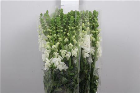 <h4>Antir It. White</h4>