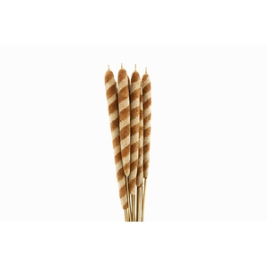 Dried Typha Tigre 10pc Bunch