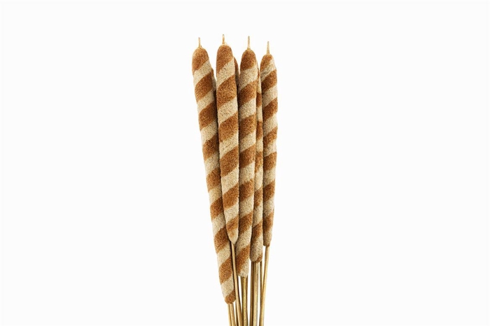 <h4>Dried Typha Tigre 10pc Bunch</h4>
