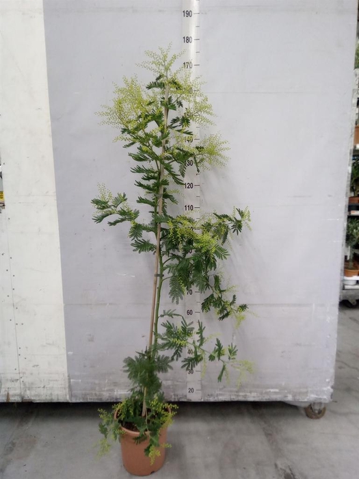 <h4>Mimosa pudica</h4>