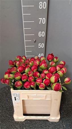 <h4>Paeo Comm Perform Rosa</h4>