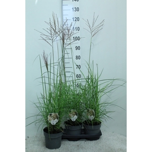 Miscanthus sin. 'Ferner Osten'