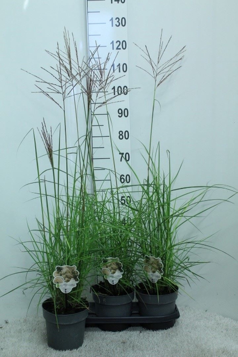 <h4>Miscanthus sin. 'Ferner Osten'</h4>