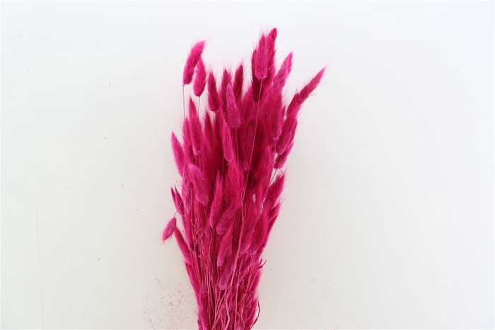 Dried Lagurus Cerise Bunch