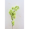 Dried Bougainvillea X5 55cm L. Green Bunch