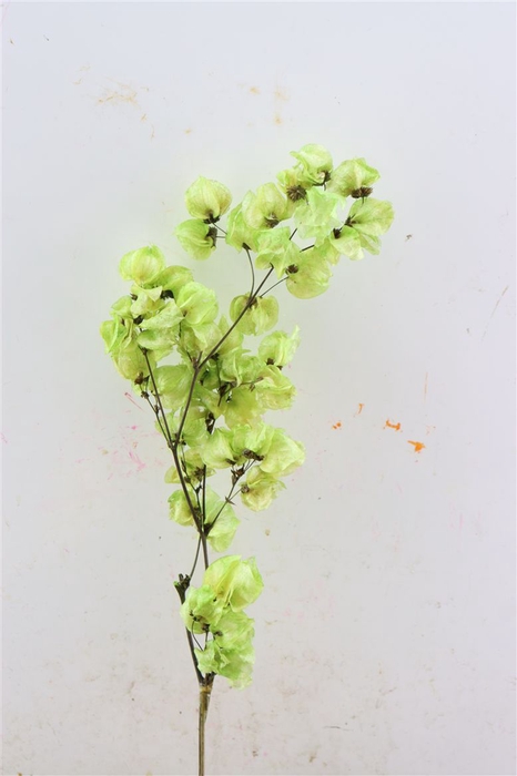 Dried Bougainvillea X5 55cm L. Green Bunch