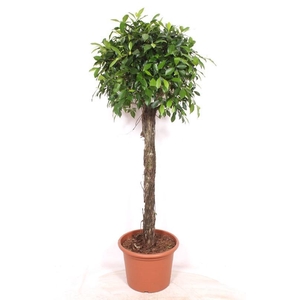 Ficus Nitida